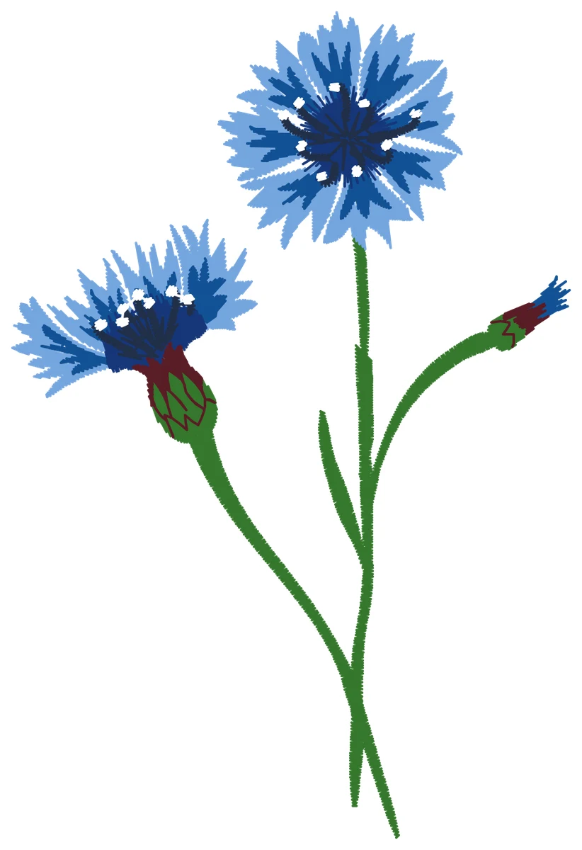 Cornflower nakış modeli
