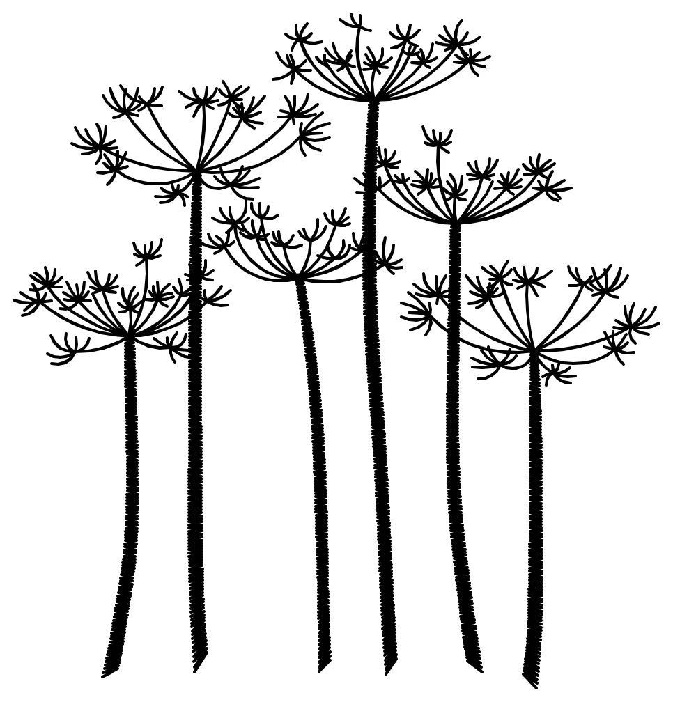 Cow Parsley Çiçeği nakış modeli